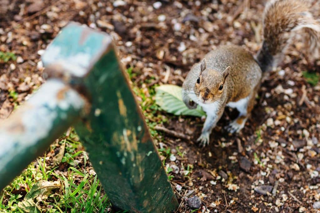 Cute squirrel on the ground near a weathered green park bench, holding a leaf, in an outdoor setting with natural soil and scattered small white stones.