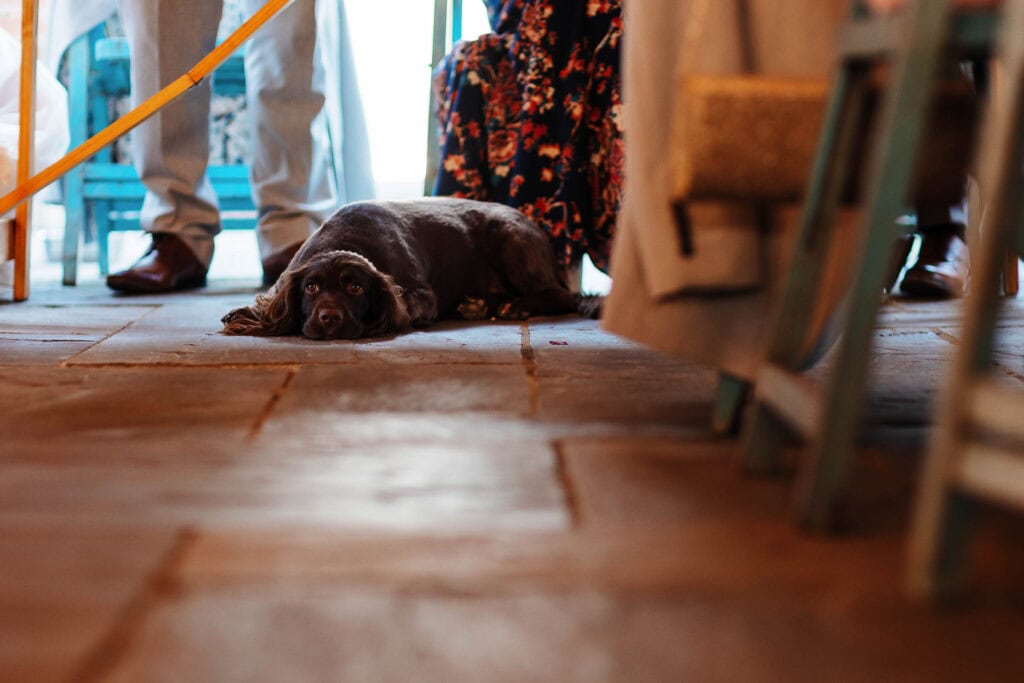 Dog lying on the floor at a wedding reception, wedding dog, pet at wedding venue, ceremonial pet, BGS Weddings, wedding decor with pet inclusion, wedding celebration with dog, rustic wedding scene, love for pets in weddings, wedding event with furry friend, outdoor wedding with dog, countryside wedding, pet-friendly wedding venue, adorable wedding pet, dog at ceremony, wedding day pet photos, special day with pet, wedding venue with rustic charm, English countryside wedding, wedding photography with dog relevance.