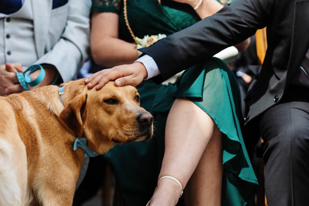 Heartwarming moment at a wedding with a dog being gently petted by a guest, capturing love and companionship on a special day.